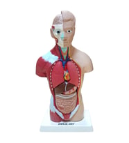 İNSAN VÜCUDU (Küçük Boy, 27 cm.)