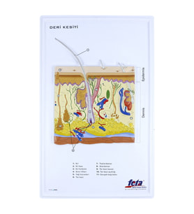 DERİ KESİTİ (BÜYÜTÜLMÜŞ)