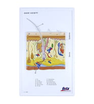 DERİ KESİTİ (BÜYÜTÜLMÜŞ)