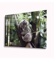 Koala Cam Tablo 4mm Dayanıklı Temperli Cam