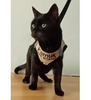 KEDİ TASMASI- İSME ÖZEL TELEFON NUMARALI (Krem)