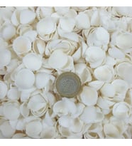 Clam Rose Cochles- Küçük Deniz Kabuğu (500 GR) (Natural)