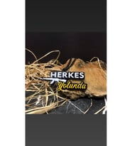 Herkes Yolunda Ayna Süsü Pleksi