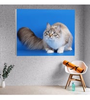 Evcil Kedi Temalı Kanvas Tablo