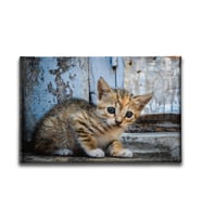 Yavru Kedi Kanvas Tablo HYY164