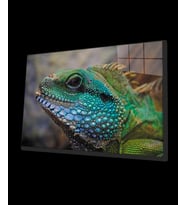 İguana Cam Tablo