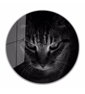 İdealizbiz Kedi Cam Tablo 4mm Dayanıklı Temperli Cam Hayvan Tema