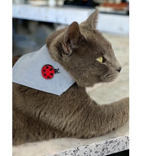 Uğur Böceği Kedi Bandana, Fular, Kedi Kıyafeti Kedi Elbisesi, Kedi Tasması (Karışık)