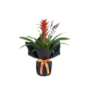Buketli Polimer Saksıda Guzmania