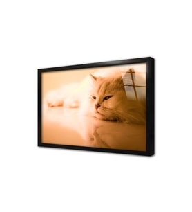 Kedi Çerçeveli Cam Tablo
