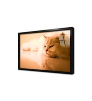 Kedi Çerçeveli Cam Tablo