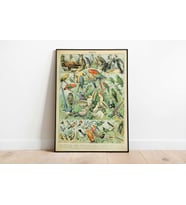 pgzzNM1707 Kuş Çeşitleri Vintage Sanatsal Poster 50x70cm.