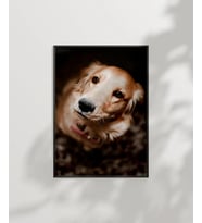 Sevimli Golden Köpek Poster (Çok Renkli)