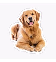 Golden Retriever Köpek Sticker Araba Oto Yapıştırması 17CM A5