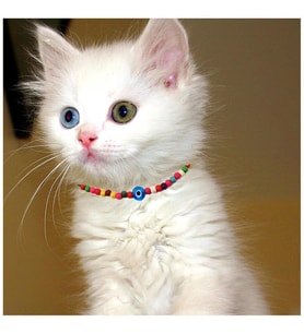 Karışık Renk Bambu Boncuk Nazar Boncuklu Kedi Tasması