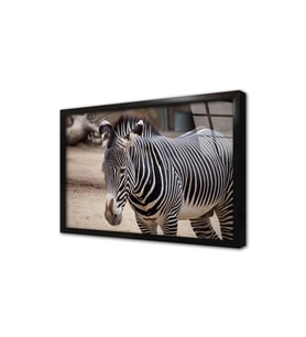 Zebra Çerçeveli Cam Tablo