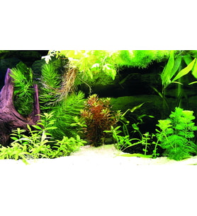 Kanki Pet KP8550036 Akvaryum Arka Fon Yapıştırma 85 x 50 CM