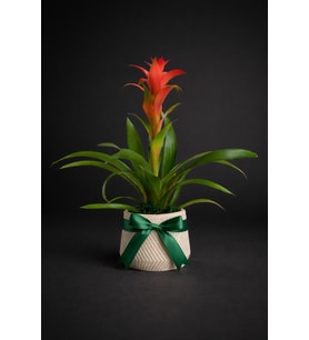 Geometrik Çizgi Desenli Saksıda Guzmania