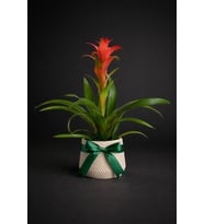 Geometrik Çizgi Desenli Saksıda Guzmania
