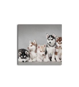 DBSanatevi Köpekler Tablo 60 X 80 Cm