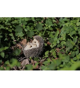 Geschenk LTD Igel auf der Rückseite Statue