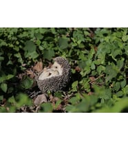 Geschenk LTD Igel auf der Rückseite Statue