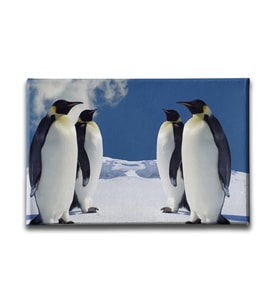 Penguen Kanvas Tablo HYY124