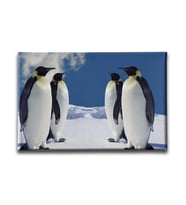 Penguen Kanvas Tablo HYY124
