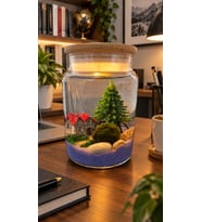 Şans Getiren Marimo Özel Işıklı Sunshine 4