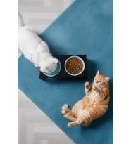 2'li Siyah Pleksi Kedi Ve Köpek Seramik Mama & Su Kabı Paspas Hediye