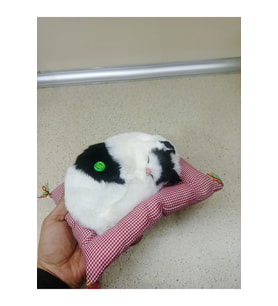 Miyavlayan minderli kedi