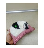 Miyavlayan minderli kedi