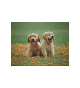 Köpek Kardeşler Çerçeveli 60x75 Sayılarla Boyama Hobi Seti