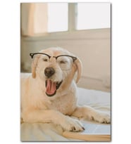 Cakatablo Gözlüklü Beyaz Sevimli Köpek MDF Tablo