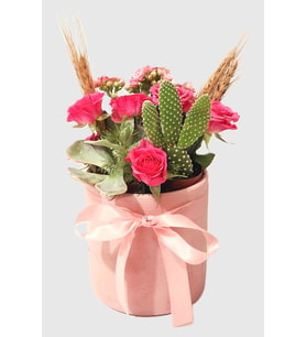 Pembe Beton Saksıda Opuntia Microdasys & Kalanchoe