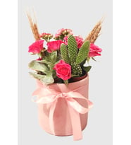 Pembe Beton Saksıda Opuntia Microdasys & Kalanchoe