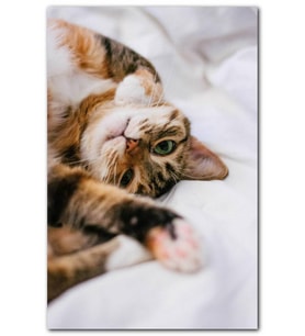 Cakatablo Oyuncu Sevimli Kedi MDF Tablo