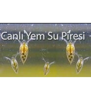 Su Piresi Balık Proteini