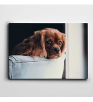 Yavru Köpek Kanvas Tablo