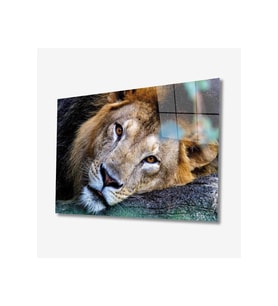 Miyrem Glasses Collection -A1^#  Aslan Hayvan Cam Tablo (Çok Renkli)