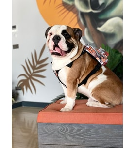 Lexroo Design,Çantalı Göğüs Tasması, Köpek Sırt Çantası