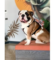 Lexroo Design,Çantalı Göğüs Tasması, Köpek Sırt Çantası
