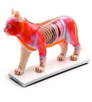 KEDİ MODELİ EDULAB