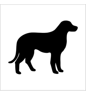 KÖPEK FOLYO STİCKER DERSTV880 70cm Uzunluk (Karışık)