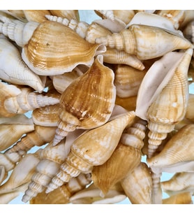Strombus Vittatus Kiloluk Deniz Kabuğu (1 KG)