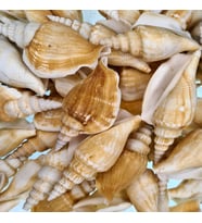 Strombus Vittatus Kiloluk Deniz Kabuğu (1 KG)