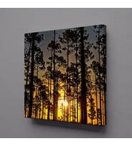 AĞAÇLAR KANVAS TABLO 80x80cm (Karışık)