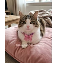 Ayarlanabilir Kedi Köpek Tasması, Künyesi, kolyesi, Kedi inci kolye, Köpek inci kolye, Kedi zinciri