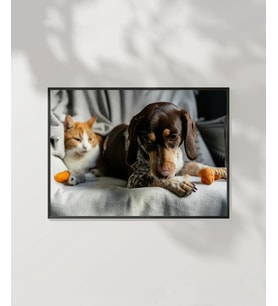 Kedi ve Köpek Dostluğu Poster