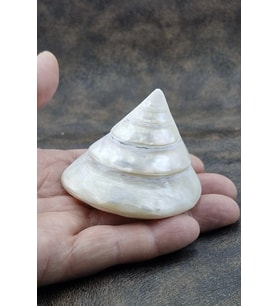 Spiral Silver Shell Deniz Kabuğu 33-SS